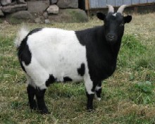 Buckaroo Bluff's Buffy